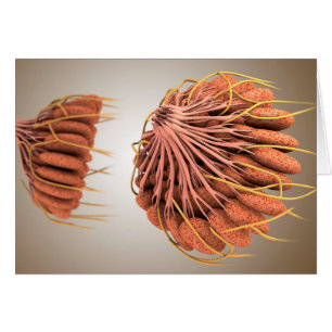 Image Conceptuelle De L'Anatomie Du Sein Féminin 8