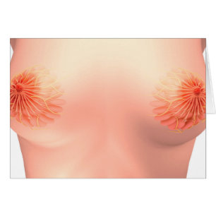 Image conceptuelle de l'anatomie femelle 7 de sein