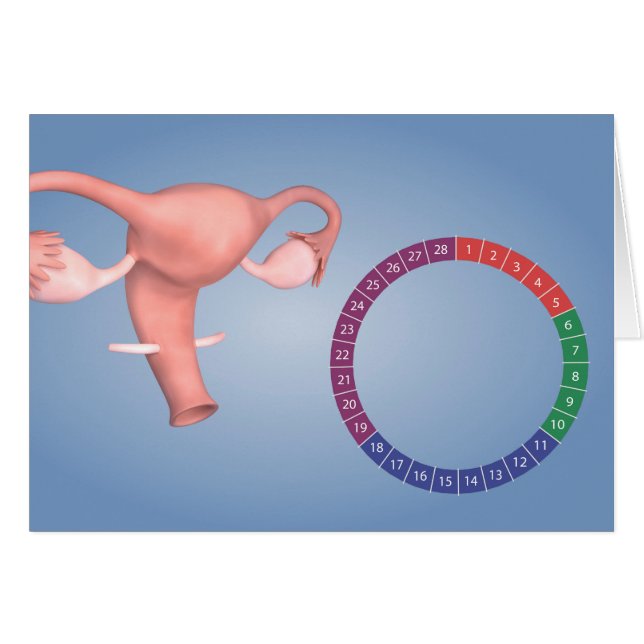 Image Conceptuelle De L'Organe De Reproduction Fém (Devant horizontal)
