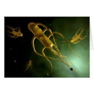 Image Conceptuelle De Salmonella Typhi 2