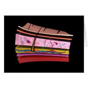 Image conceptuelle des couches de peau humaine 2