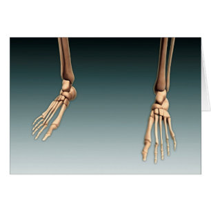 Image Conceptuelle Des Os Dans Les Jambes Et Les P