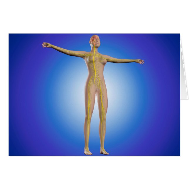 Image Conceptuelle Du Système Nerveux Féminin (Devant horizontal)