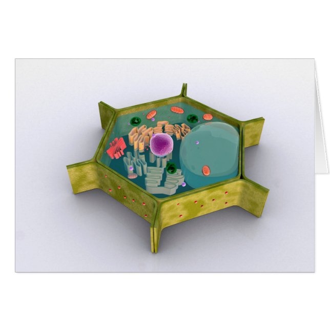 Image Conceptuelle D'Une Cellule Plante (Devant horizontal)