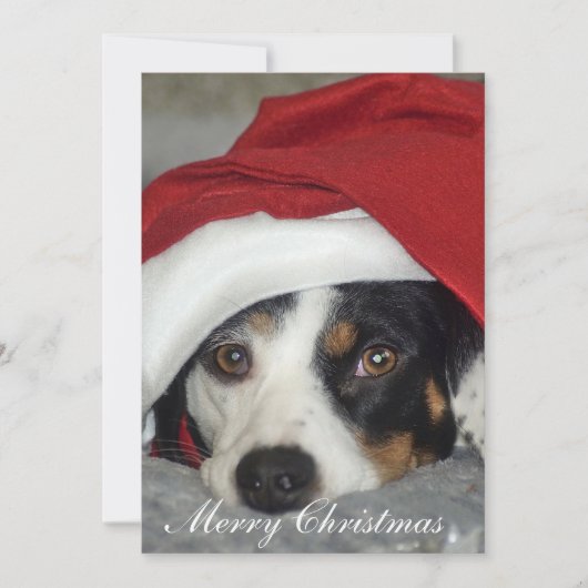 Image de carte de Noël de chien. (Devant)