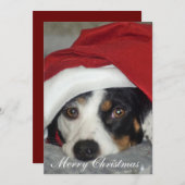 Image de carte de Noël de chien. (Devant / Derrière)