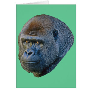 Image de Gorilla