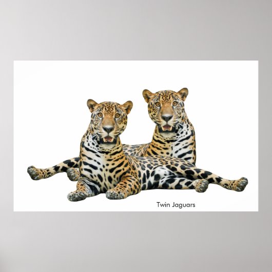 Image de Jaguar pour Poster (Devant)