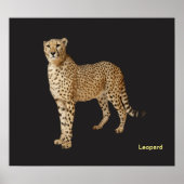 Image de l'animal pour affiche (Devant)