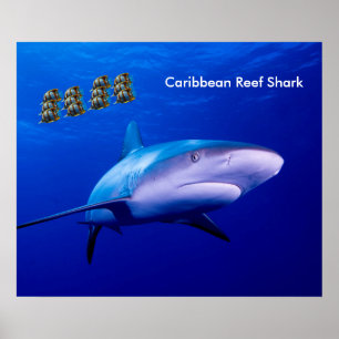 Image de requin pour affiche