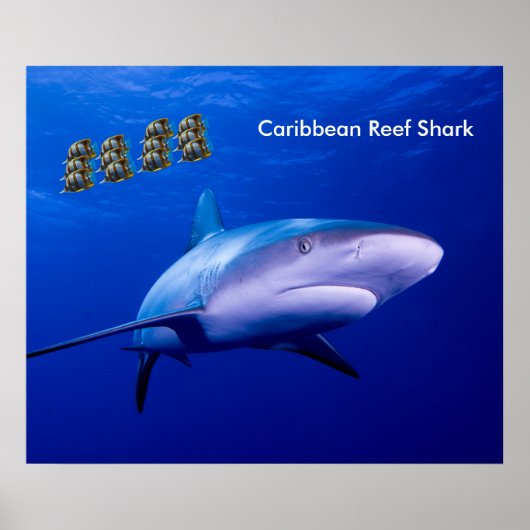 Image de requin pour affiche (Devant)