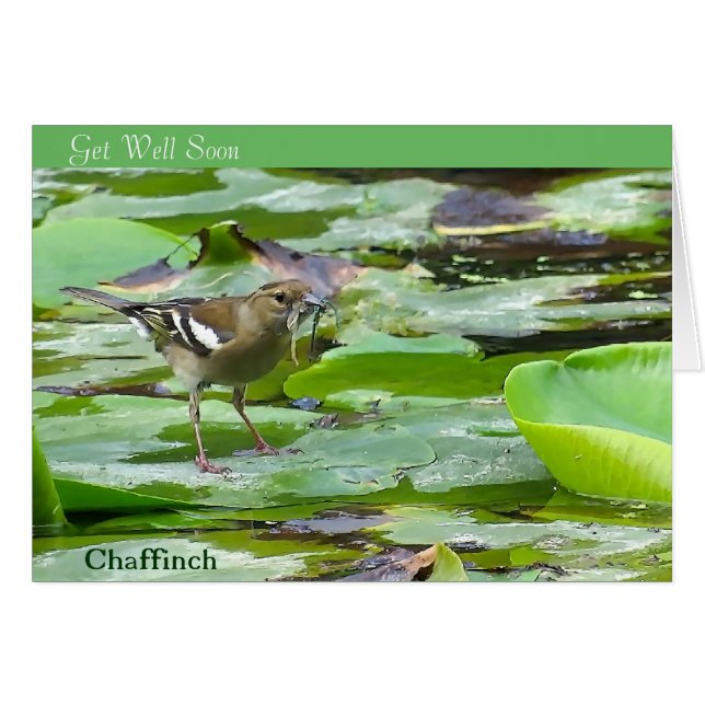 image d'oiseau pour get-well-card (Devant horizontal)