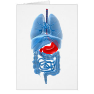 Image En Rayon X D'Organes Internes Avec Estomac