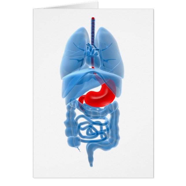 Image En Rayon X D'Organes Internes Avec Estomac (Devant)