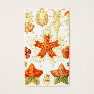 Image naturaliste vintage de Starfish (Asteroidea)