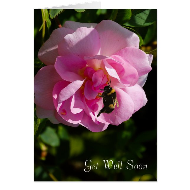 Image rose Flower pour Get-Well-greeting-card (Devant)