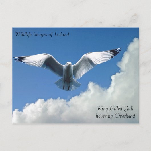 Images de faune pour carte postale (Devant)