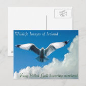 Images de faune pour carte postale (Devant / Derrière)