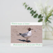 Images de faune pour carte postale (Debout devant)