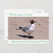 Images de faune pour carte postale (Devant / Derrière)