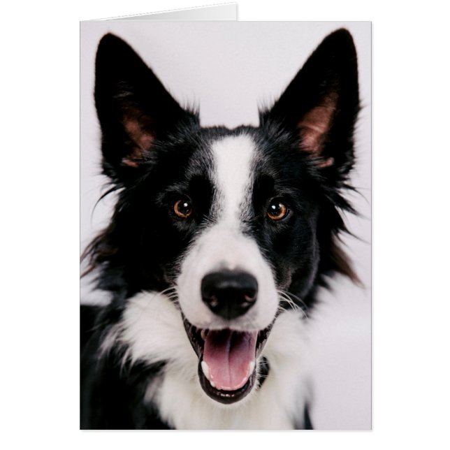 Images de Getty | A border collie de sourire (Devant)