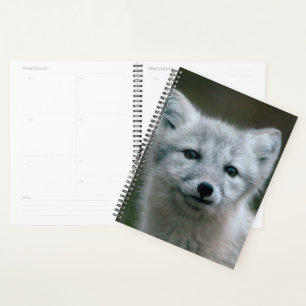 Images Getty Arctic Fox Kit