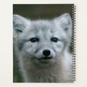 Images Getty | Arctic Fox Kit (Dos)