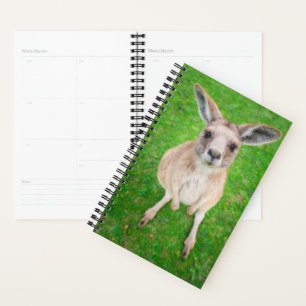 Images Getty   Baby Kangaroo