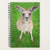 Images Getty | Baby Kangaroo (Devant)