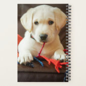 Images Getty | Chiot Sur Un Canapé (Dos)