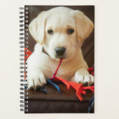 Images Getty | Chiot Sur Un Canapé (Devant)