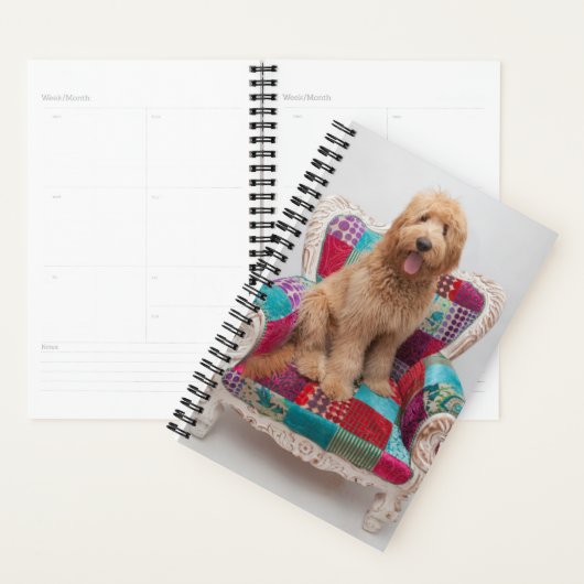 Images Getty | Cute Goldendoodle (Devant avec enveloppe)