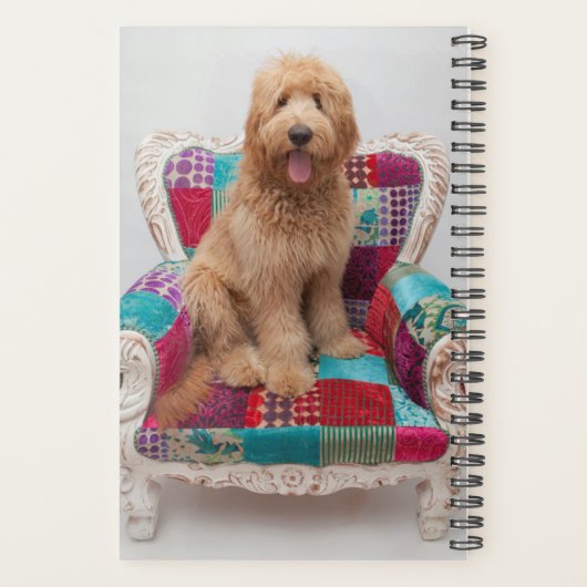 Images Getty | Cute Goldendoodle (Dos)