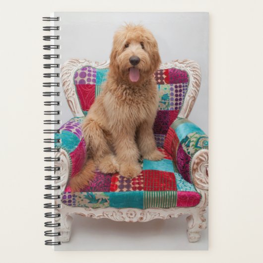 Images Getty | Cute Goldendoodle (Devant)