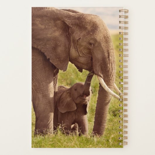 Images Getty | Elephant & bébé (Dos)