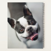 Images Getty | French Bulldog (Dos)