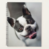 Images Getty | French Bulldog (Devant)