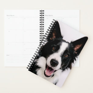 Images Getty Une Collie frontalière souriante