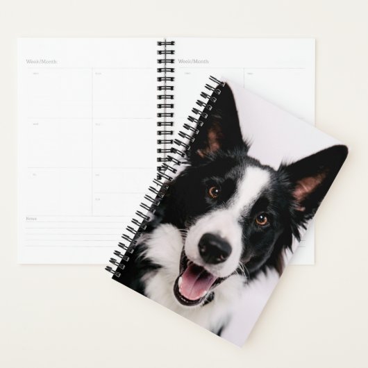 Images Getty | Une Collie frontalière souriante (Devant avec enveloppe)