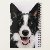 Images Getty | Une Collie frontalière souriante (Dos)