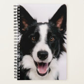 Images Getty | Une Collie frontalière souriante (Devant)