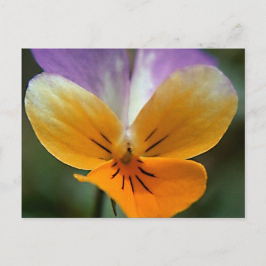 IMAGINAIR LEVEN JOURNEE BRIEFKAART (Voorkant)