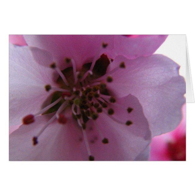 IMG_0037_3 (Devant horizontal)