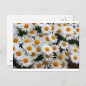 IMG_0066 Daisy Lovers Briefkaart (Voorkant / Achterkant)