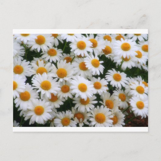 IMG_0066 Daisy Lovers Briefkaart (Voorkant)