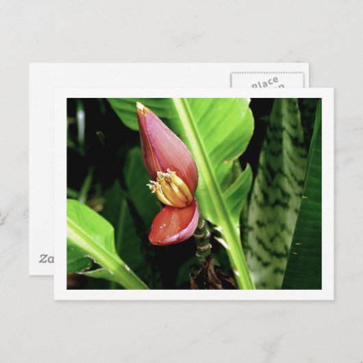 IMG_0432 BRIEFKAART (Voorkant / Achterkant)