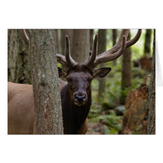 IMG_0560_elk3_5x7-06202004