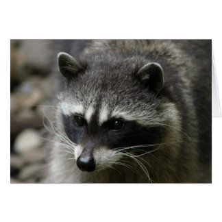 IMG_0667_raccoon_5x7