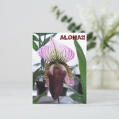 IMG_1248, ALOHA ! !  Carte postale (Debout devant)