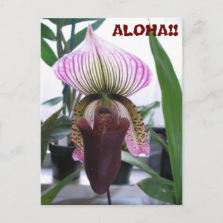 IMG_1248, ALOHA ! !  Carte postale